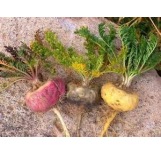 Regular Maca Powder