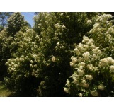 Fresh Organic Lemon Myrtle Leaf