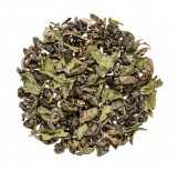 Morrocan Mint
